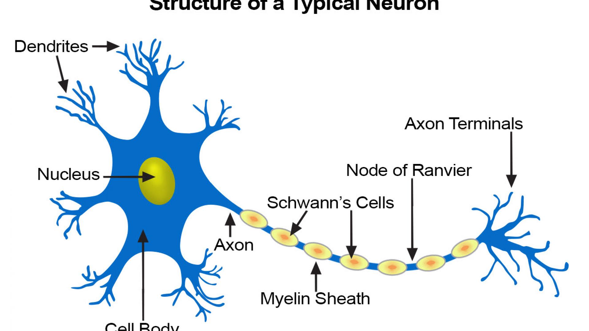 Structure of a typical neuron